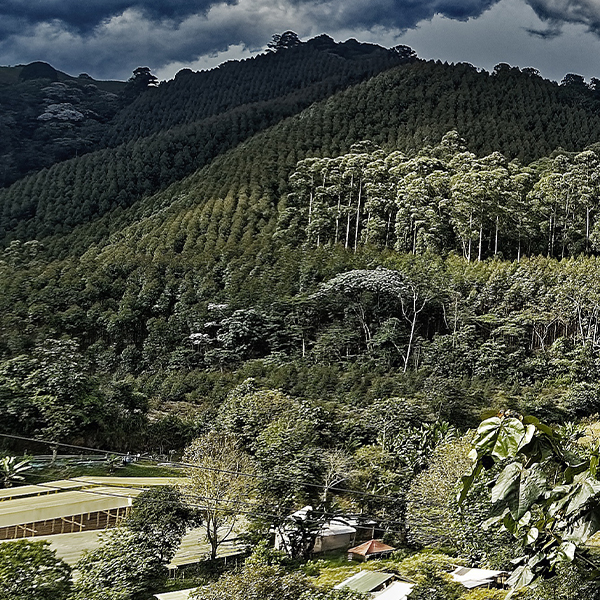 Monimbo Coffee Estates