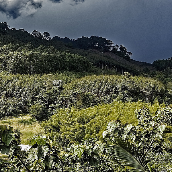 Monimbo Coffee Estates