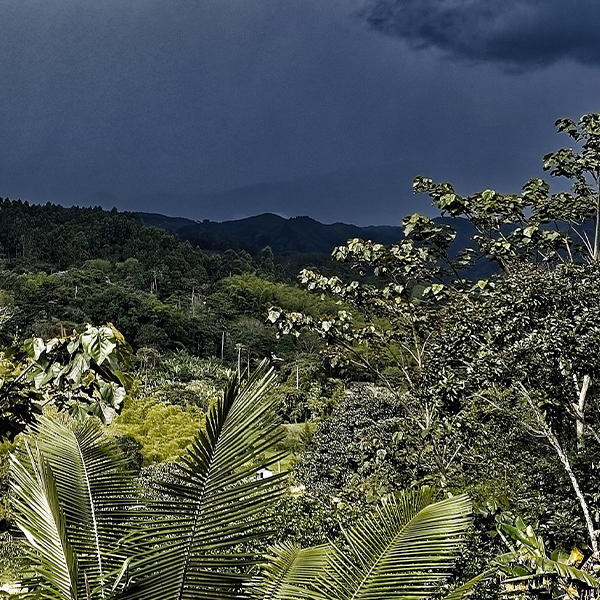 Monimbo Coffee Estates